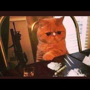 Meet your Posher, Alina